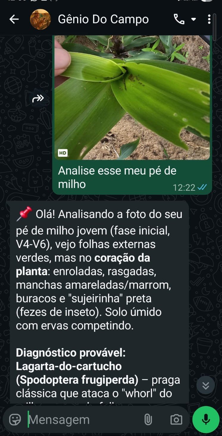 Diagnóstico de pragas